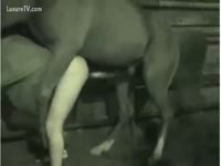 [ Animal Porn Video ] Horse copulates his owner drives him mad